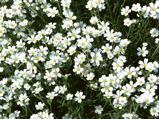 427471 (a): :1600x1200